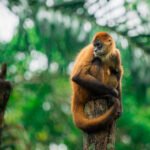 Geoffroy’s spider monkey, also known as the black-handed spider monkey or the Central American spider monkey is a species of spider monkey, a type of New World monkey, from Central America, parts of Mexico and possibly a small portion of Colombia.