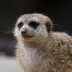 Meerkat or suricate, Suricata suricatta, Singapore zoo, Singapore