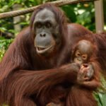 Female Orangutan with a cub