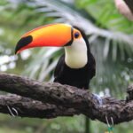 Toucan with a massive orange beak sits on a branch in a Singapore Zoo